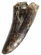 Serrated, Tyrannosaur Tooth - Judith River Formation #63123-2